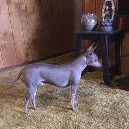 American Hairless Terrier All Grown Up from Esomé Kennels