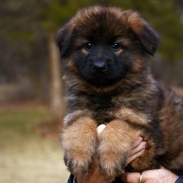Boy 7 - German Shepherd puppy from Euro Deja