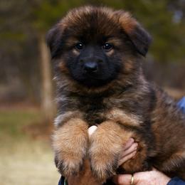 Boy 7 - German Shepherd puppy from Euro Deja
