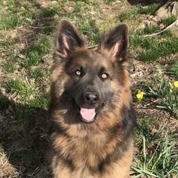 Delilah - German Shepherd