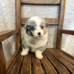 Full fluffy Peg - Blue merle and white female American Corgi puppy in Decatur, Texas from Bar S Corgis
