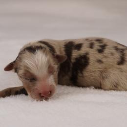 Boy 2 - male Australian Shepherd puppy in Glenville, Pennsylvania from Rolling Hills Australian Shepherds