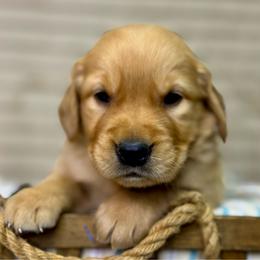 Mr Turquoise - Golden male Golden Retriever puppy in Tonasket, Washington from Denzil’s Goldens