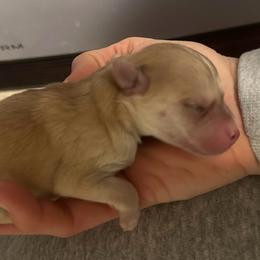 Lyric - Red and white female Pomsky puppy in Marshall, Minnesota from Miles of Smiles Pomskies