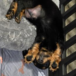 JAX - Black and tan male Dachshund puppy in Paradise, Texas from C and J Minis