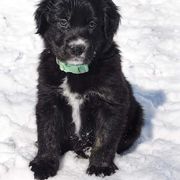Border Collie, Golden Retriever, and Sporty Mix Puppies from Kreger's K9s