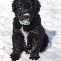 Border Collie, Golden Retriever, and Sporty Mix Puppies from Kreger's K9s