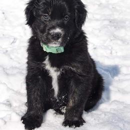 Border Collie, Golden Retriever, and Sporty Mix Puppies from Kreger's K9s