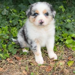 Stella- Has A Tail - Blue merle female Australian Shepherd puppy in Troy, South Carolina from Lana Corley- Australian Shepherds of 3/W Farms