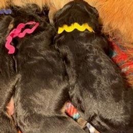 Girl 2 - Black and red female German Shepherd puppy in Valley Springs, South Dakota from Von Pasch German Shepherds