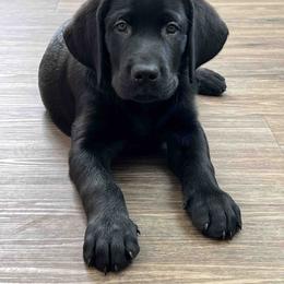 Labrador Retriever Puppies from Branley's Riverside Labradors