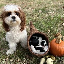 Cavapoo Puppies from MoonBeam Pups