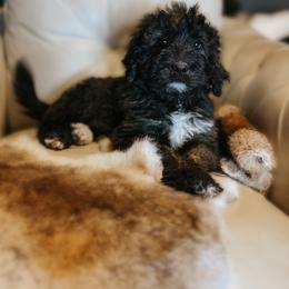 Bernedoodle puppies from Southern Bayou Poodles and Doodles