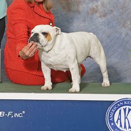 Eve - Bulldog