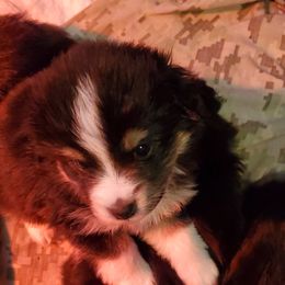 Miniature Australian Shepherd Puppies from M&B Mini Aussies