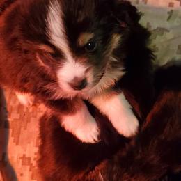 Miniature Australian Shepherd Puppies from M&B Mini Aussies