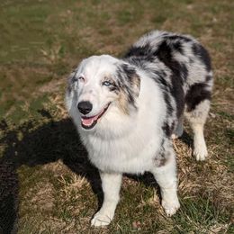Maggie - Australian Shepherd