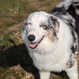 Maggie - Australian Shepherd