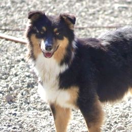 Lysol lice - Australian Shepherd