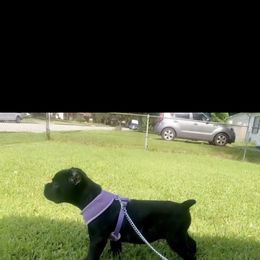 Cane Corso Puppies from Steel Cane Corso