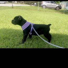 Cane Corso Puppies from Steel Cane Corso