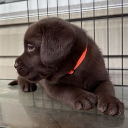 Orange Female - Chocolate female Labrador Retriever puppy in Bella Vista, Arkansas from Havenwood Labradors
