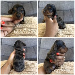 Penny - Dapple female Dachshund puppy in Orem, Utah from Miekca’s Dachshunds