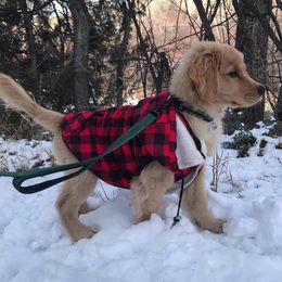Golden Retriever Puppies from Glacier Goldens