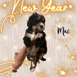 Bernedoodle Puppies from A MAYSING Bernedoodles