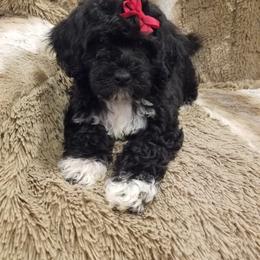 Portuguese Water Dog Puppies from Prized Family Porties