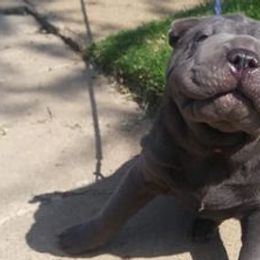 Chinese Shar-Pei from Rays Peis
