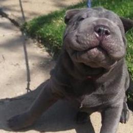 Chinese Shar-Pei from Rays Peis
