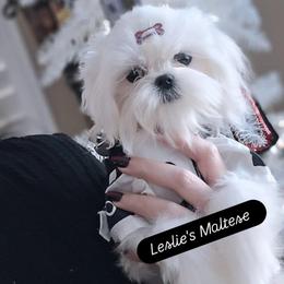 AKC Little Tucker - White male Maltese puppy in Moreno Valley, California from Leslie's Maltese