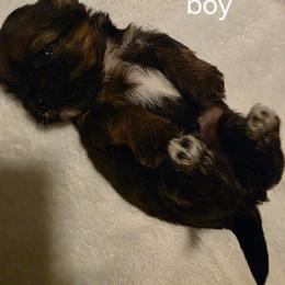 Boy 2 - Brindle and white male Shorkie puppy in Bruceville, Indiana from Baby Girl’s Yorkies, Shih-Tzu, Shorkies