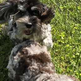 Cockapoo, Maltipoo, Morkie, and Yorkipoo Puppies from Mosaic Merle Doodles