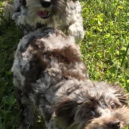 Cockapoo, Maltipoo, Morkie, and Yorkipoo Puppies from Mosaic Merle Doodles