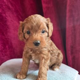 Crush - Red male Cavapoo puppy in Blackfoot, Idaho from Draper Mountain Doodles