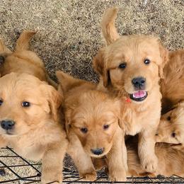 Golden Retriever Puppies from Poppy's Garden Golden Retrievers