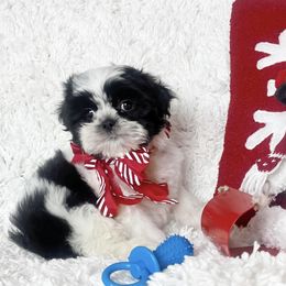 AKC Prancer - Black and white male Shih Tzu puppy in Greenville, South Carolina from Babyface Shih Tzu