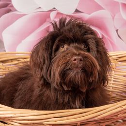 Levi - Havanese