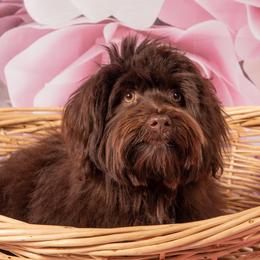 Levi - Havanese