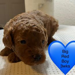 Everett - Red  male Poodle puppy in Mineral Wells, Texas from S.H.A.R.P.’s Toy Poodles