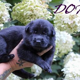 DOT - Black female German Shepherd puppy in New York from Spitze German Shepherds