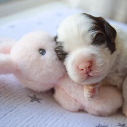 Australian Labradoodle Puppies from Australian Heritage Labradoodles
