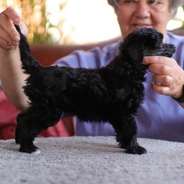 DaoDog Sofia Sofia - Black female Chinese Crested puppy in Highland Park, Michigan from Family Kennel Dao Dog