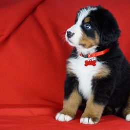 Bernese Mountain Dog Puppies from Lonesome Pine Farm