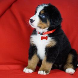 Bernese Mountain Dog Puppies from Lonesome Pine Farm