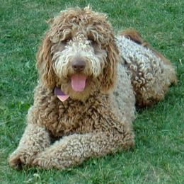 Labradoodles, Labrador Retrievers, and Poodles from Oregon Coast Labradoodles