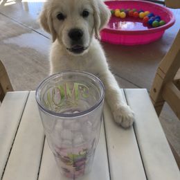 Golden Retriever Puppies from Suncoast Goldens