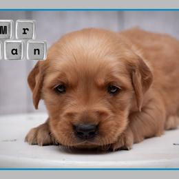Han Solo - Dark golden male Golden Retriever puppy in Driggs, Idaho from SK Golden Retrievers
